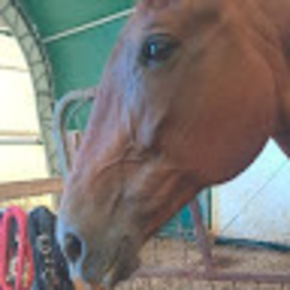 Meet your Posher, Beau - Picture 1 of 1